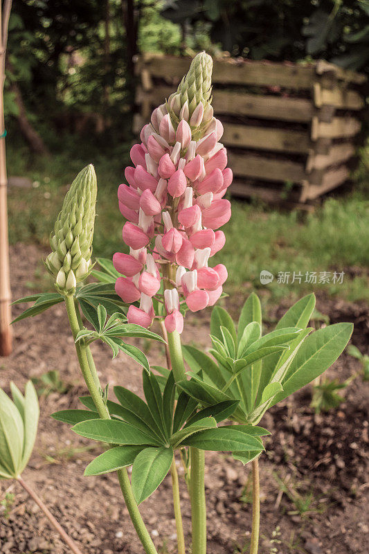 春园开花的羽扇豆花(Lupine Flower)